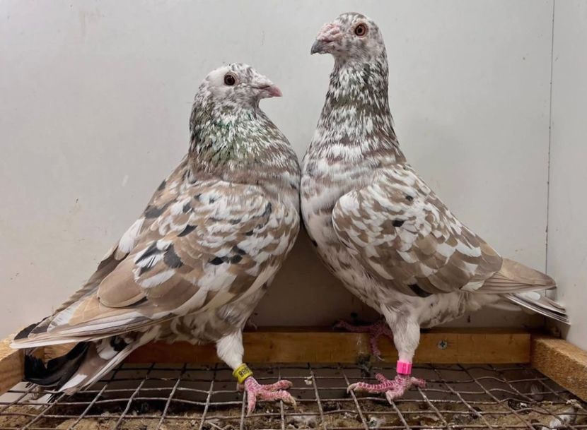  - Nu îmi aparțin 11