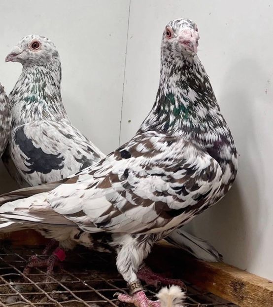  - Nu îmi aparțin 11