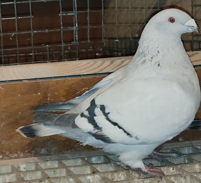 PL24-JRS11 Archiwum - b- SAMICZKI-Females