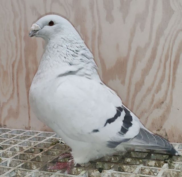 PL24-JRS42 ARCHIWUM - b- SAMICZKI-Females