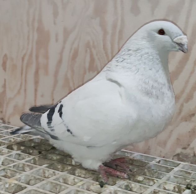 PL24-JRS42 - b- SAMICZKI-Females