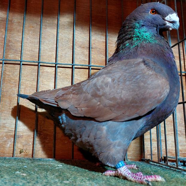 M 2024 - PORUMBEI AGH PERECHI 2026