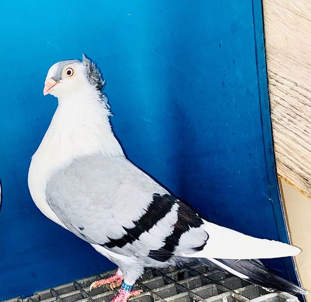 femelă  2024 - Jucători de Galați