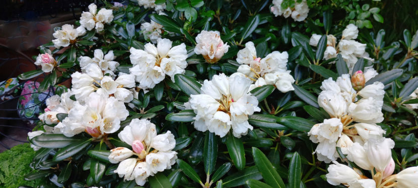 2025 - Azalee si Rhododendroni