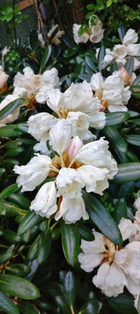  - Azalee si Rhododendroni