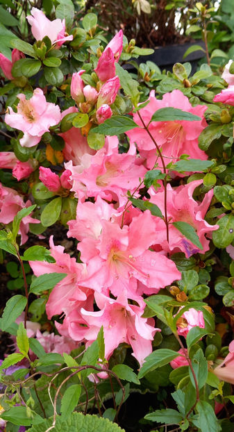  - Azalee si Rhododendroni