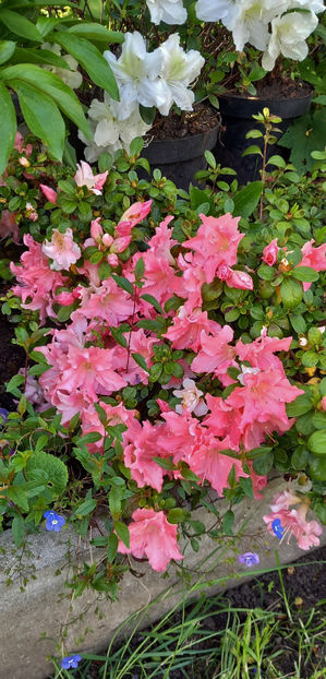  - Azalee si Rhododendroni