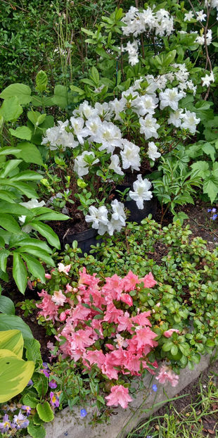  - Azalee si Rhododendroni