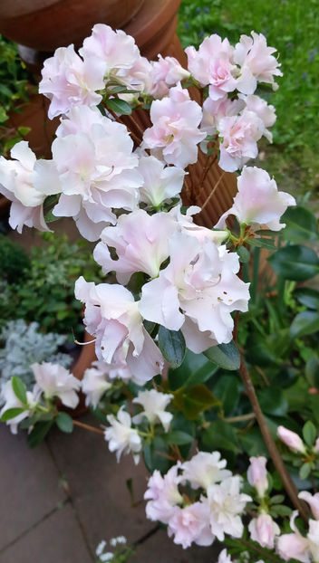  - Azalee si Rhododendroni