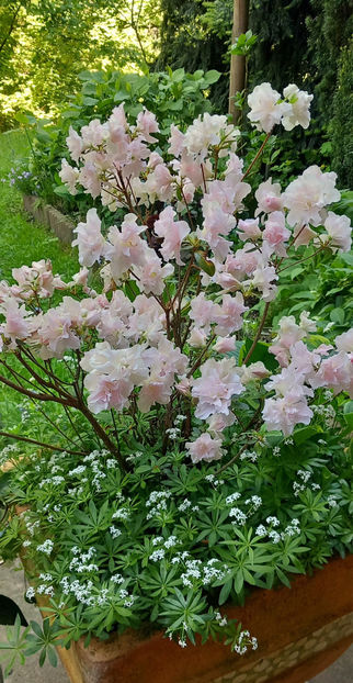  - Azalee si Rhododendroni