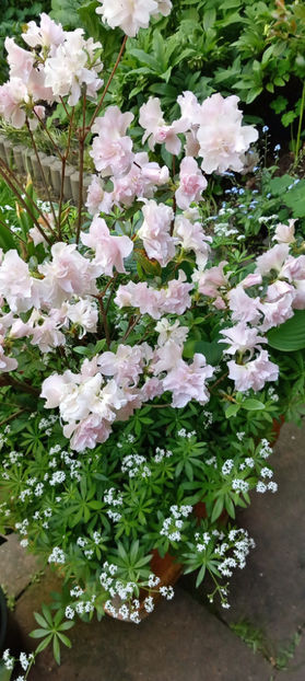  - Azalee si Rhododendroni