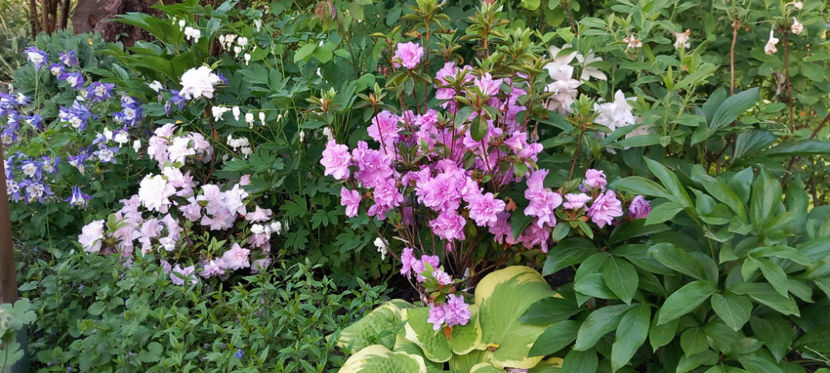  - Azalee si Rhododendroni