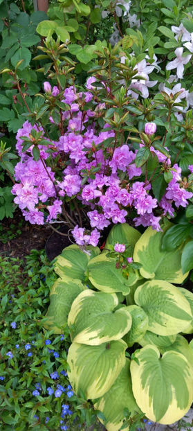  - Azalee si Rhododendroni