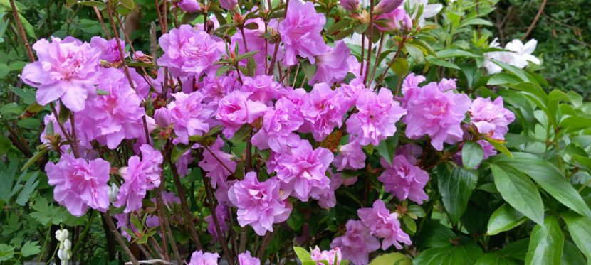  - Azalee si Rhododendroni