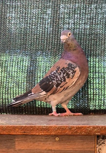  - Nu îmi aparțin 11