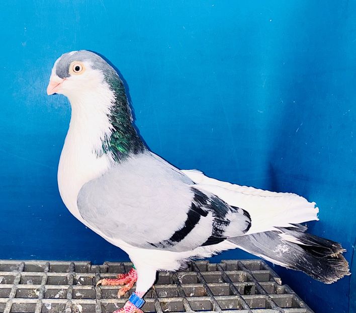 5031  mascul  2025 - Jucători de Galați