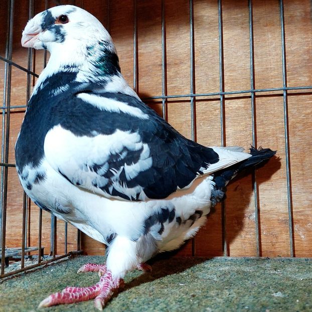 2024 - femele agh 2026