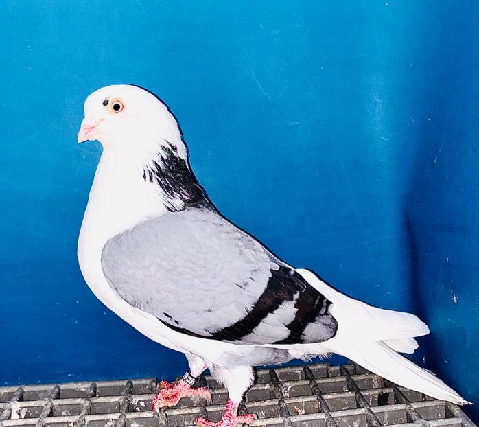  - Jucători de Galați