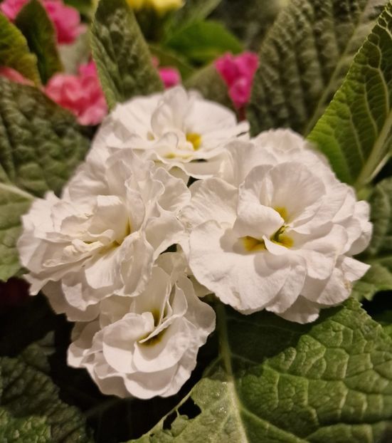 21.01.2026 - Magazin 2