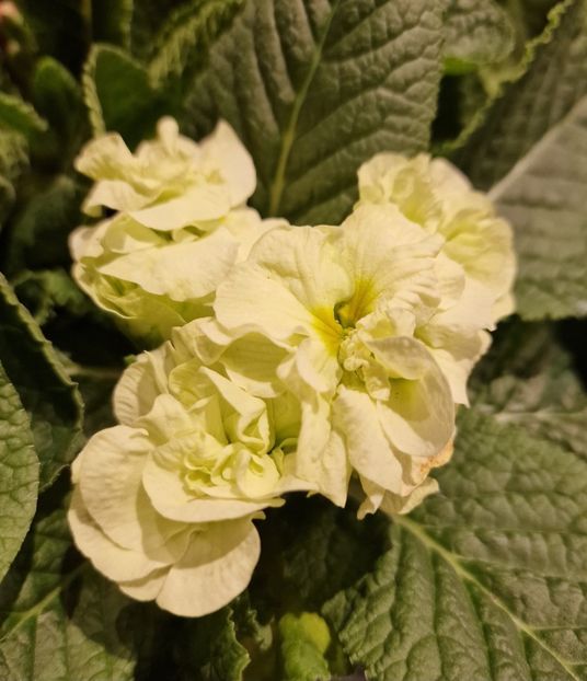 21.01.2026 - Magazin 2