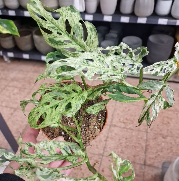 16.01.2026 - Magazin 2