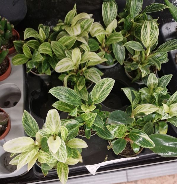 16.01.2026 - Magazin 2