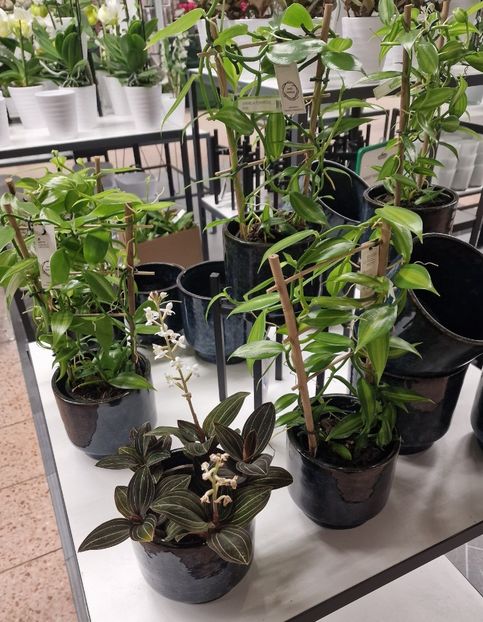 16.01.2026 - Magazin 2