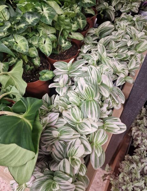 16.01.2026 - Magazin 2