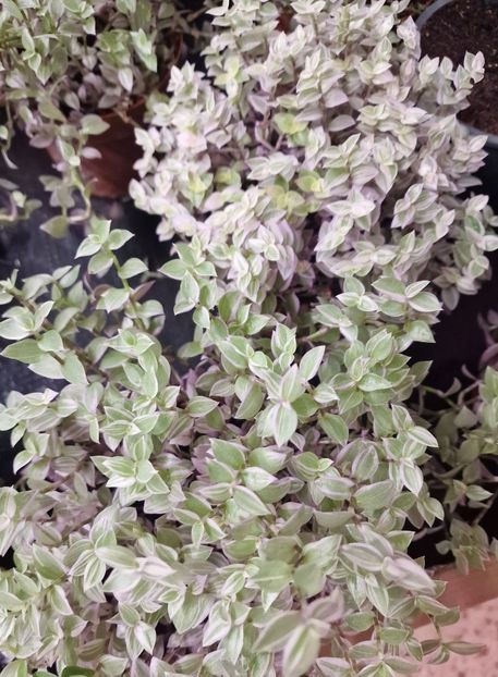 16.01.2026 - Magazin 2