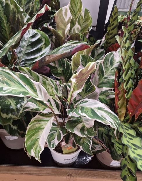 16.01.2026 - Magazin 2