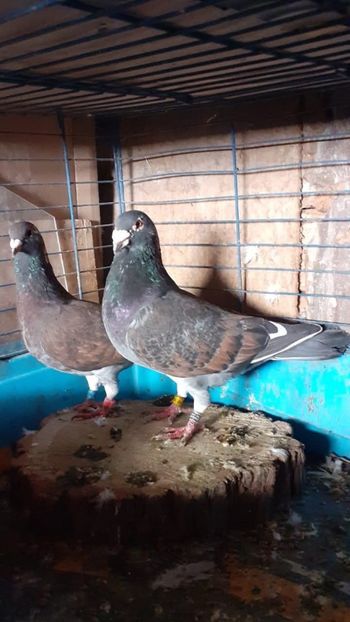  - Nu îmi aparțin 11