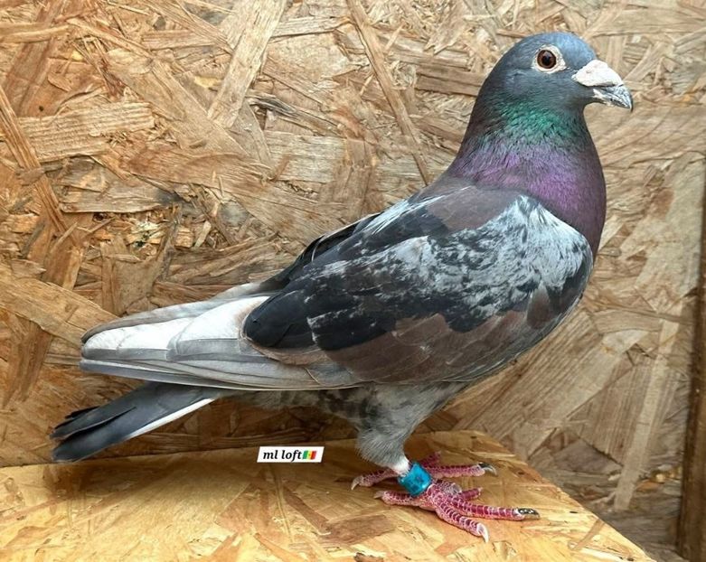  - Nu îmi aparțin 11