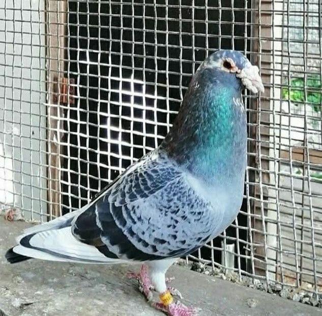  - Nu îmi aparțin 11