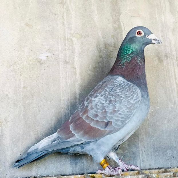  - Nu îmi aparțin 11