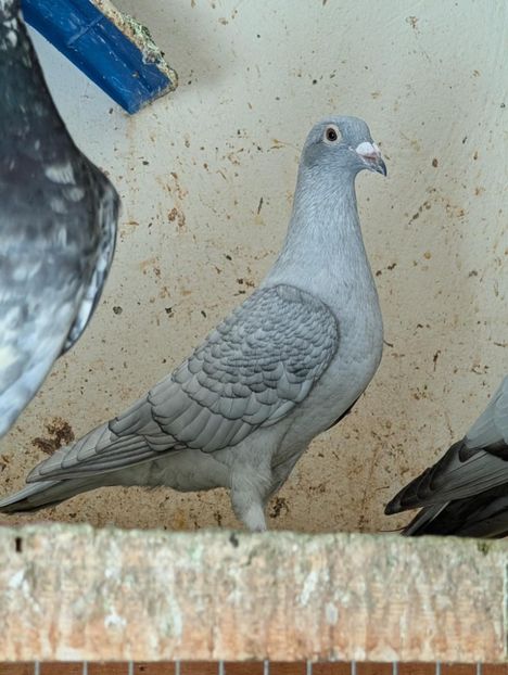  - Nu îmi aparțin 11