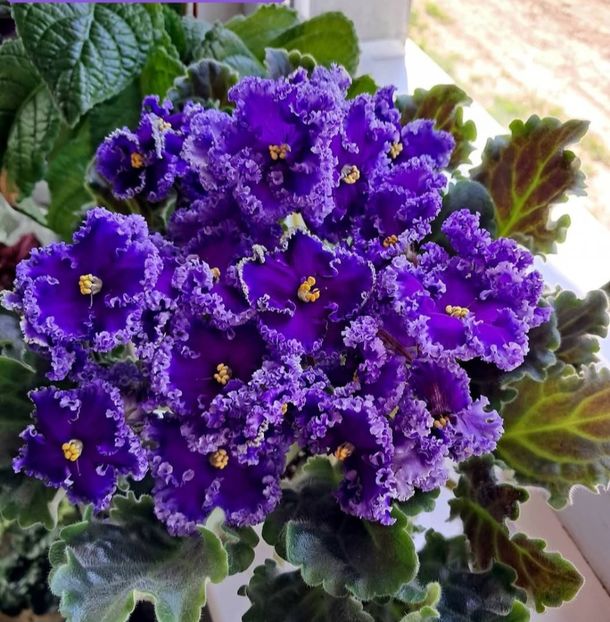 Poza net - Reigning Beauty