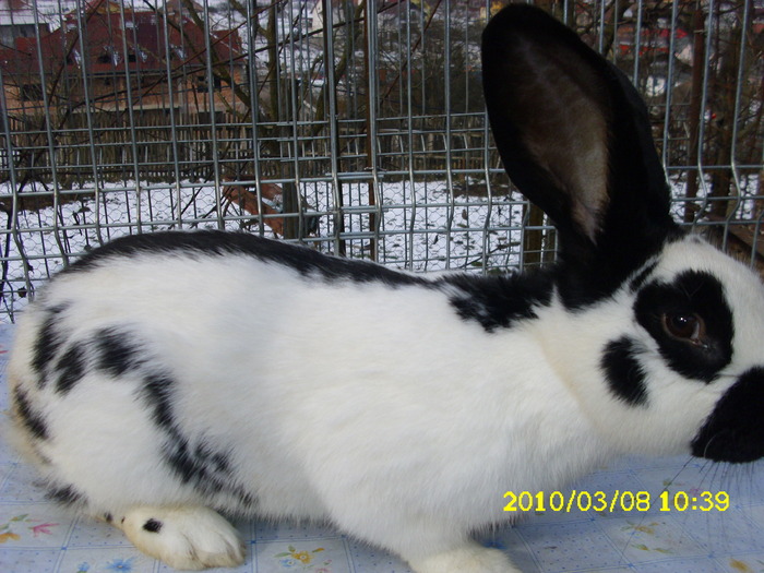 Picture 095 - IEPURI DE VANZARE 0745538149