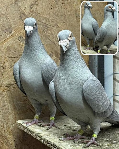  - Nu îmi aparțin 12