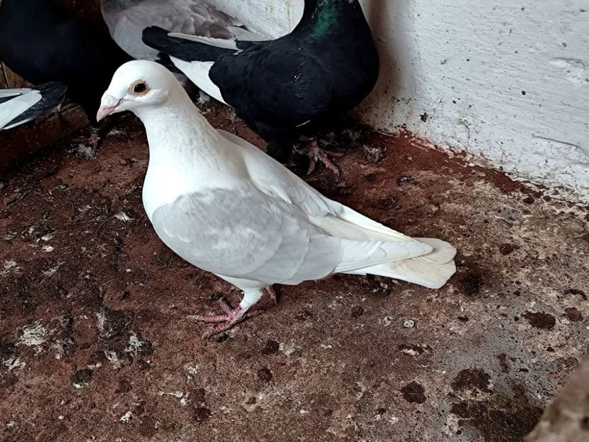  - Nu îmi aparțin 12