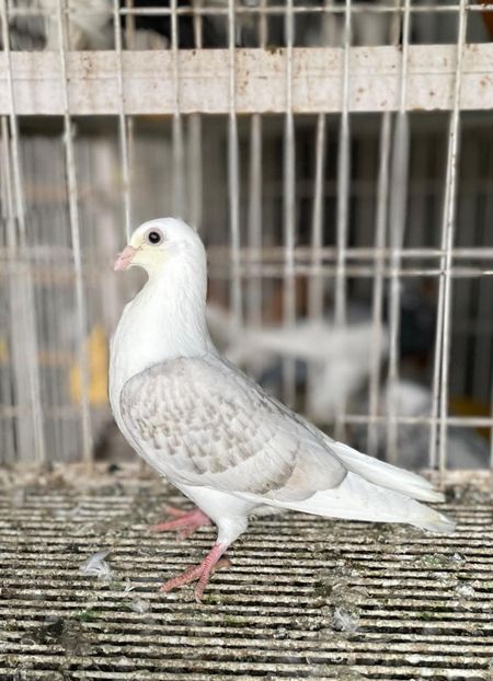  - Nu îmi aparțin 12