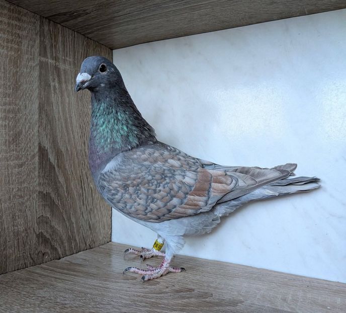  - Nu îmi aparțin 12