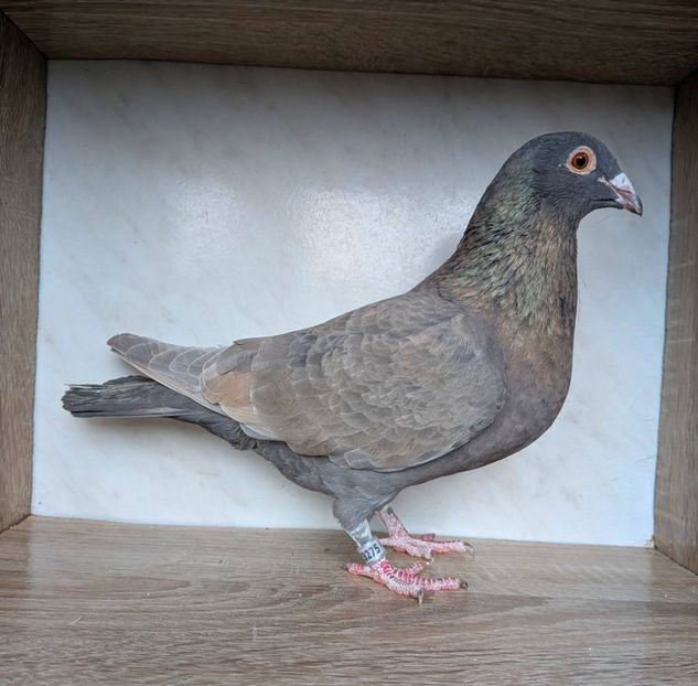  - Nu îmi aparțin 12