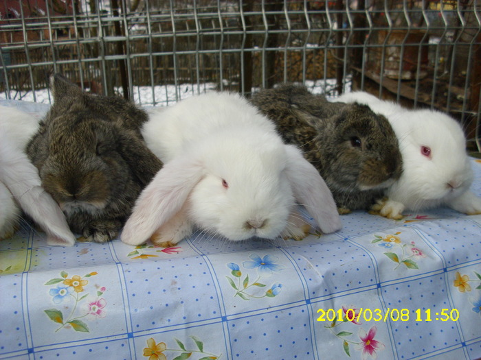 Picture 131