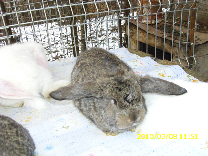Picture 135