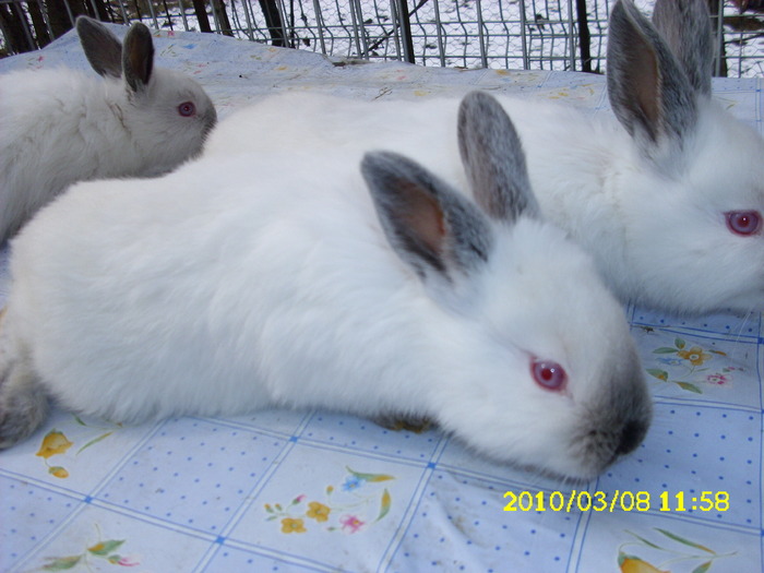Picture 150 - IEPURI DE VANZARE 0745538149