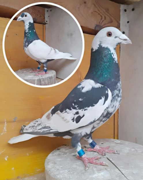  - Nu îmi aparțin 12