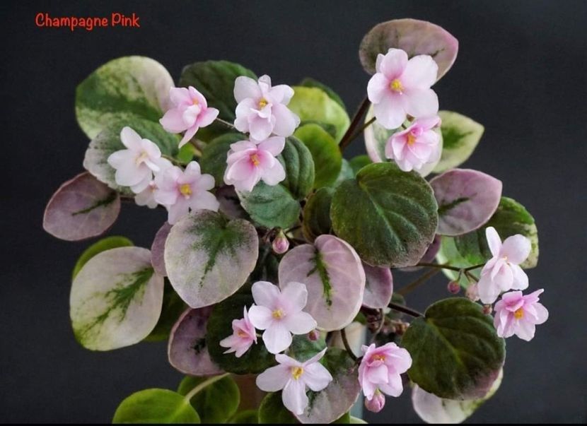 Champagne Pink ( trail ) 25 lei - AA Pui disponibili