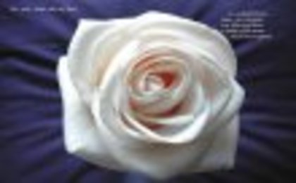 11ugrnt - Poze trandafiri