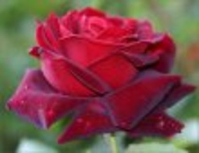51265302CharlesMallerinmacroAA - Poze trandafiri