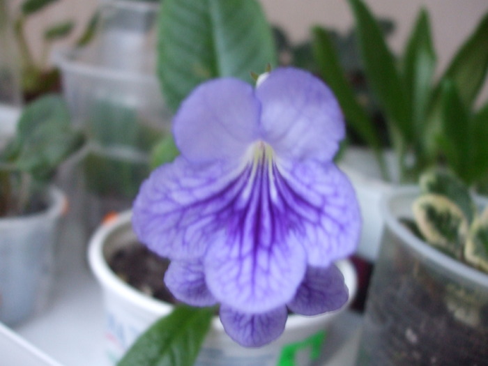 DSCF6631